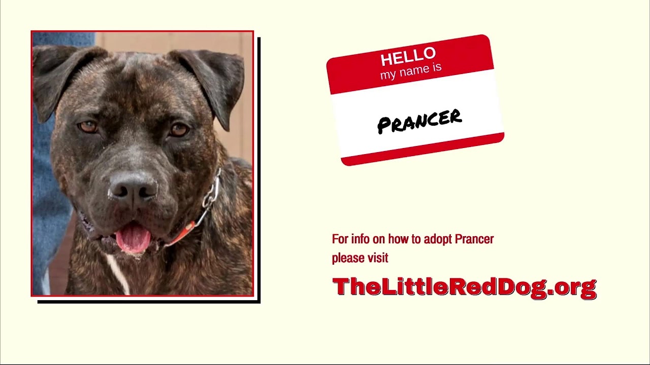 TLRD Virtual Adoption Event