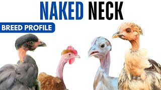 Naked Neck Chicken Breed Profile History Health Issues - Naked Neck Chicken Egg Ratio Lifespan