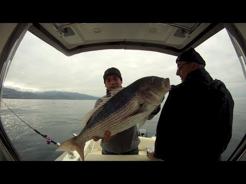 Traina con il vivo  Dentici