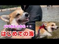 大好きなパパさんとはじめての海に挑戦する【コーギー】　Corgi who challenges the sea for the first time with his favorite dad