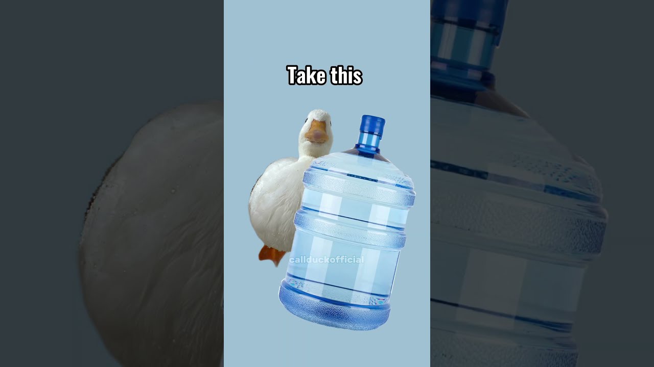Pita Here To Help You Stay Hydrated Duck Funny Funnyanimals Drinkwater