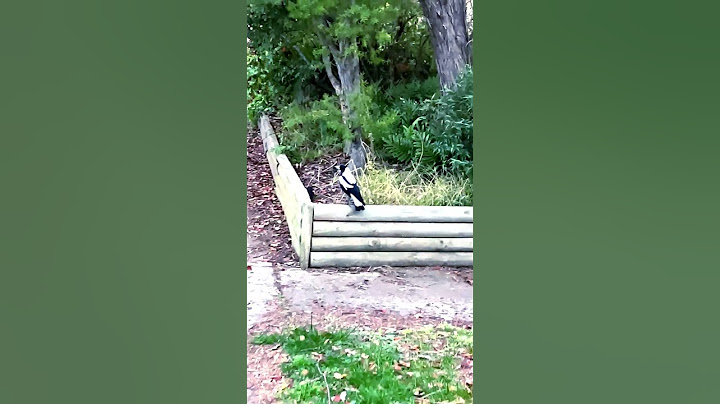 High Flying Magpies Taking Sharp Turn#birds