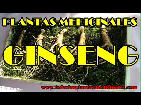 Ginseng Para Que Sirve El Ginseng Propiedades Del Ginseng By