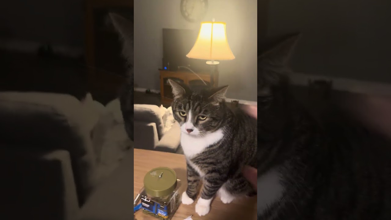 Cat plays ball! Another day for reacher