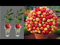 Super Special Technique for Propagating Apples With Aloe Vera, how to growing apples trees
