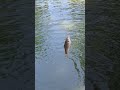syahdunya tarikan wader babon microfishing