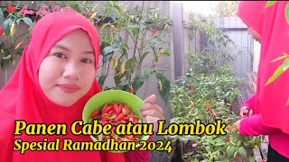 Panen Cabe atau Lombok || Spesial Ramadhan 2024