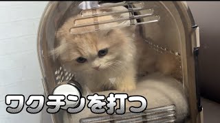 ワクチンを打つ子猫