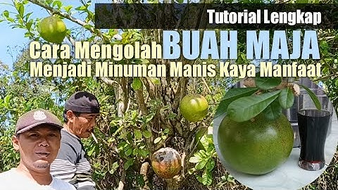 Tutorial lengkap Cara Mengolah Buah Maja Menjadi Minuman Manis Berkhasiat