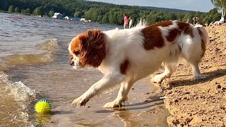 Dog Trying to Get the Ball out of the Water  || Cavalier King Charles Spaniel