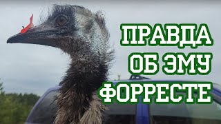 Самая опасная птичка в "Вороньем Гнезде"