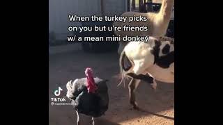 Turkey Bites Llama & Donkey Tik Tok - Cupakke Remix Ft. Nicki Minaj