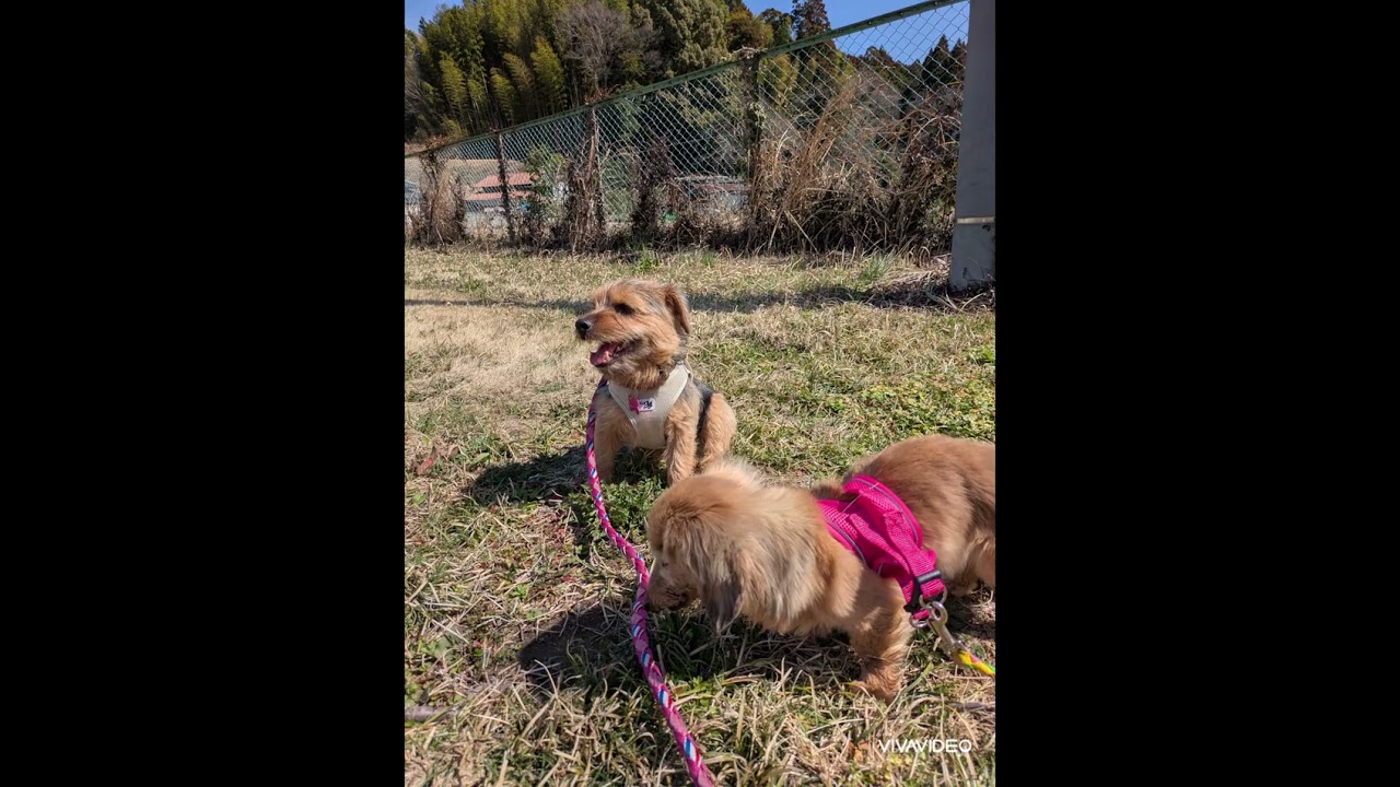 ペットホテル　老犬ホテル　ご機嫌な土曜日　