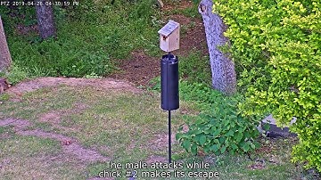 4 Bird Species Defend Bluebird Chicks From Rat Snake