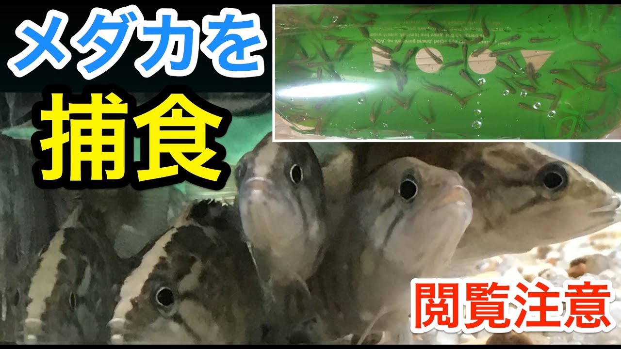 メダカ捕食 珍魚 ナンシオヤニラミ 飼育 ２ Coreoperuca Whiteheadi アクアリウム 熱帯魚 餌やり Youtube