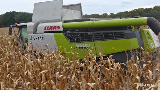 CLAAS LEXION 6600 & 7700 kukoricában Magyarországon