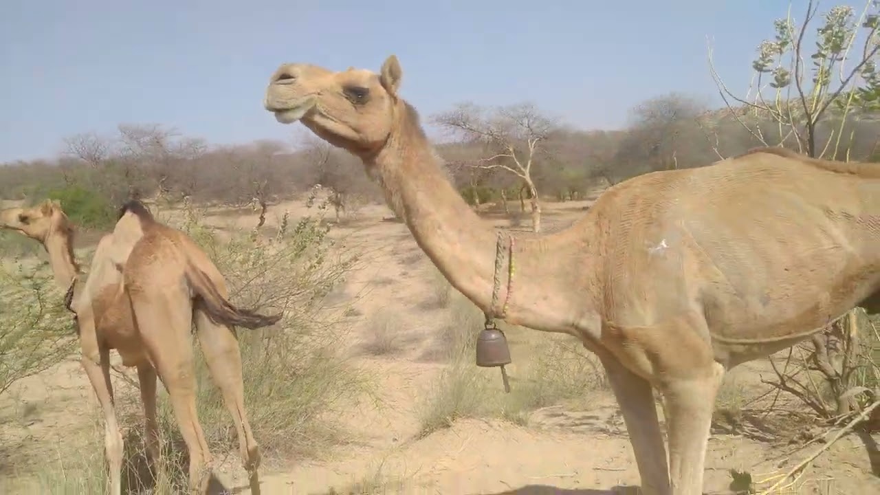 Camels Are Roaming And Going Towards Home | Beautiful Camels | Camel Herd | Camel Videos Part-2