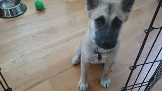 Wellness Soft Puppy Bites Healthy Grain Free Treats for Training. #dog #dogs #doglover #dogtraining screenshot 5