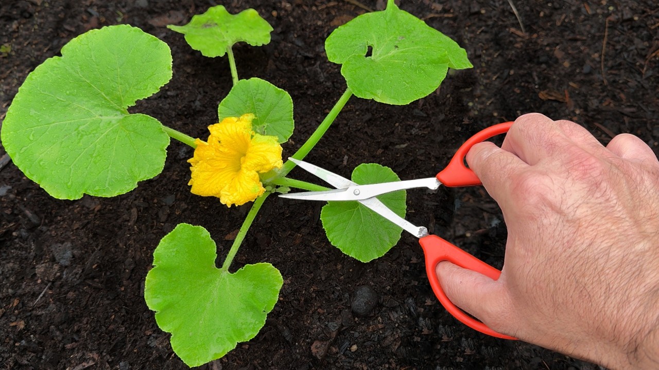🍅Методы, ускоряющие весенние работы в саду дома