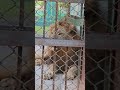 lion🦁 magsa khabi #viral #funny