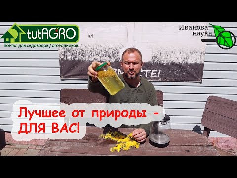 Здоровье под ногами! Чудесные цветки для зрения, сосудов и печени. Самый простой и рабочий рецепт!