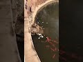 A cat who steal a fish is also a fisher cat