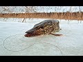 Зимняя рыбалка №5,ловля щуки по первому льду