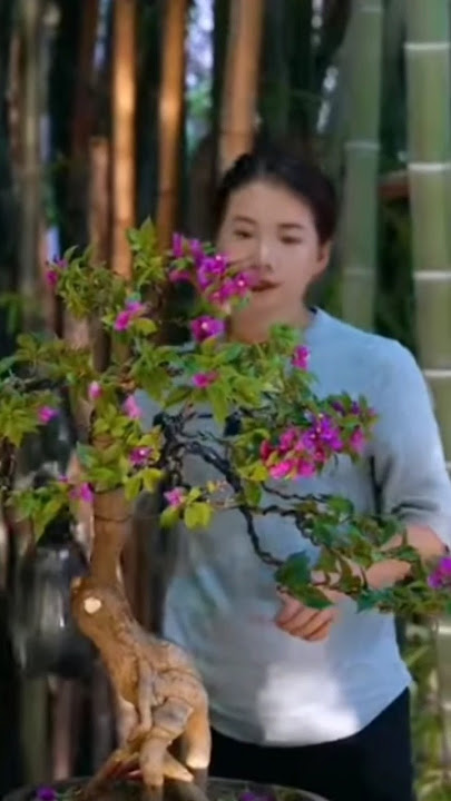 Cara membuat bonsai Bougenville #bougainvillea #bonsai