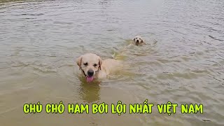 Chú chó ham bơi lội nhất Việt Nam - Cà Rốt bơi quên cả đường về rồi