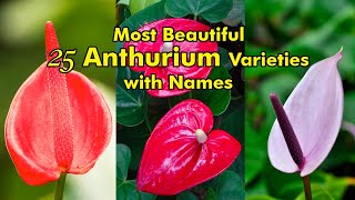 25 Most Beautiful Anthurium Varieties / Learn Gardening