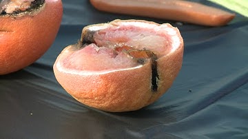 What to do when power lines come down