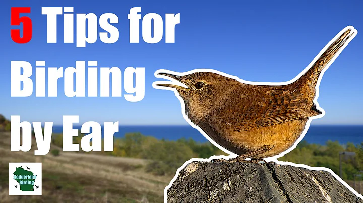 5 Tips for Birding by Ear