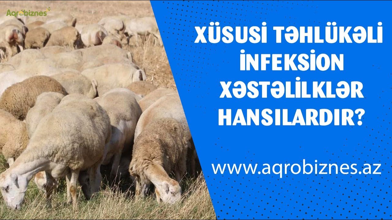 Heyvanlarda xəstəliklər: infeksiyalar