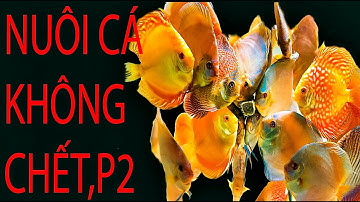 NUÔI CÁ CẢNH KHÔNG CHẾT, P2 - SÀN CÁ CẢNH - TV