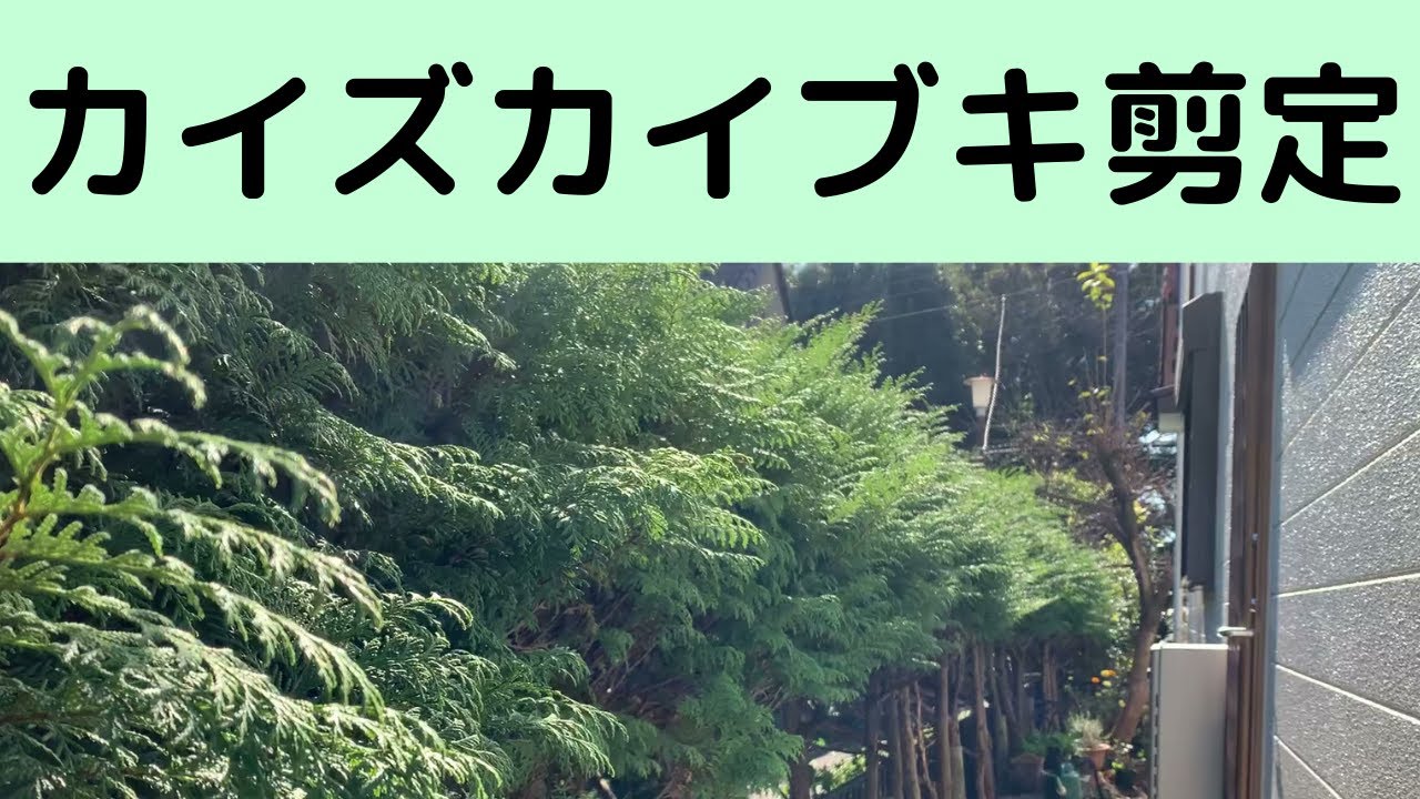 ガーデニング】カイズカイブキの剪定をしました！刈込剪定と剪定後の