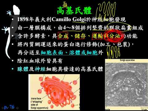 10601高一基礎生物1 2 30高基氏體一正
