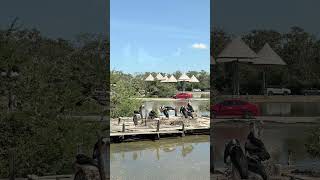 Safari Park #bangkok #thailand #adventure #travel #traveling #travelvlog #travelling #holiday #fun