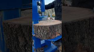 Splitting Big Ash rounds with log splitter firewood #logsplitter #firewood #chainsaw #logs #sawmill
