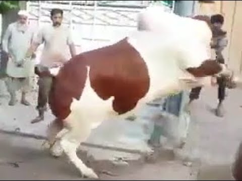 Most Beautiful Cow Qurbani 2018  Most Beautiful White 