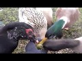 Useless(possibly useful) Duck Trick: Food fight!