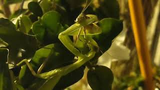 Praying Mantis dining on a cricket! (Loud crunching!)