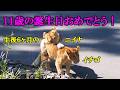 イチゴ、ニイナ 11歳の誕生日おめでとう! Happy 11th birthday,Ichigo and Niina! Lion(ライオン) 多摩動物公園