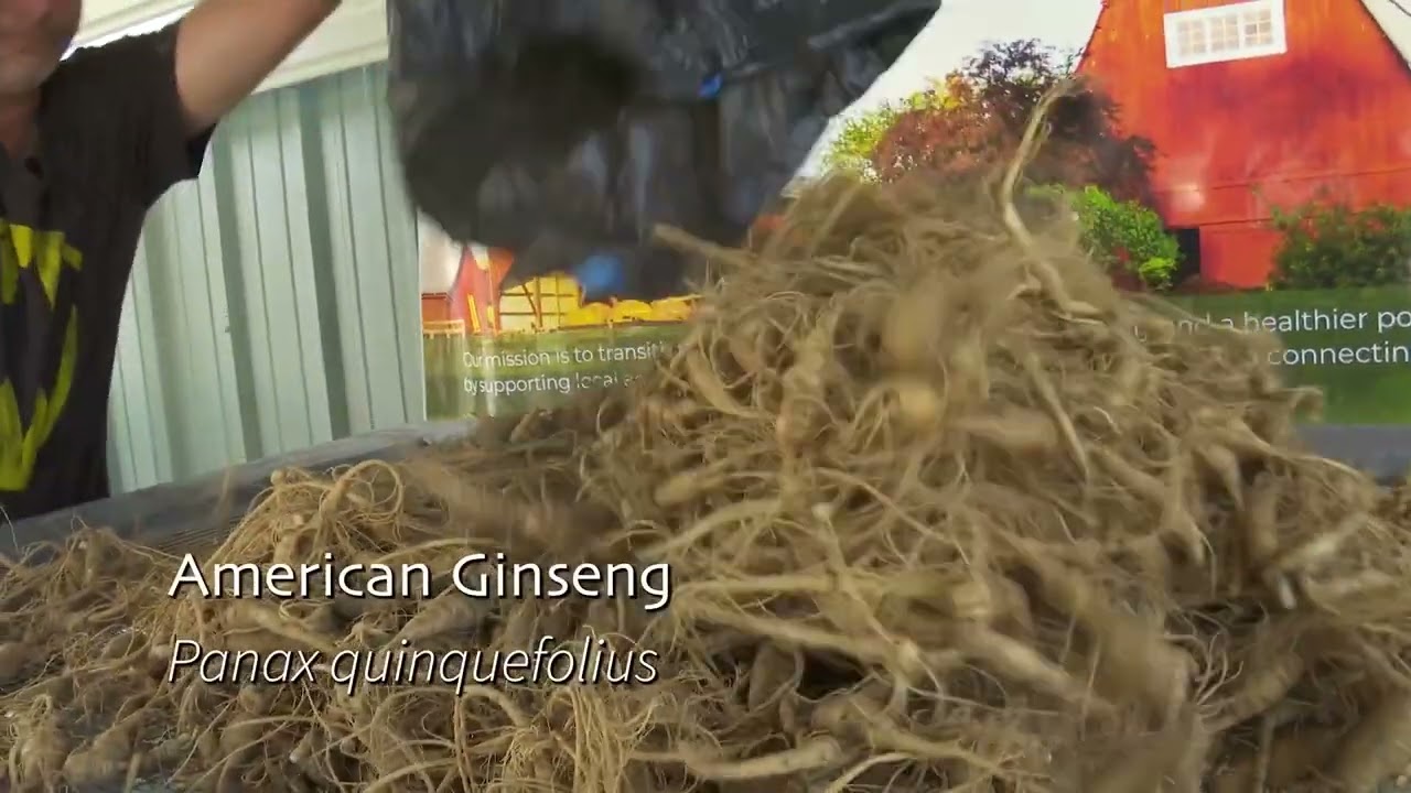 American Ginseng: A Forest-grown  Treasure