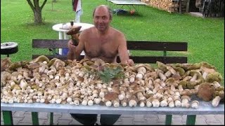 Mushroom Foraging - July 2023 - Mushroom hunting | Summer cep | Golden chanterelle | Funghi Porcini