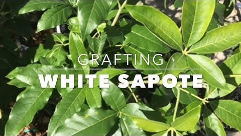 How to Graft White Sapote Fruit Trees -  Grafting for Beginners!