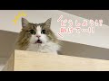 自ら上に行くも、高さが怖くなり助けを求めてくる猫がこちらw