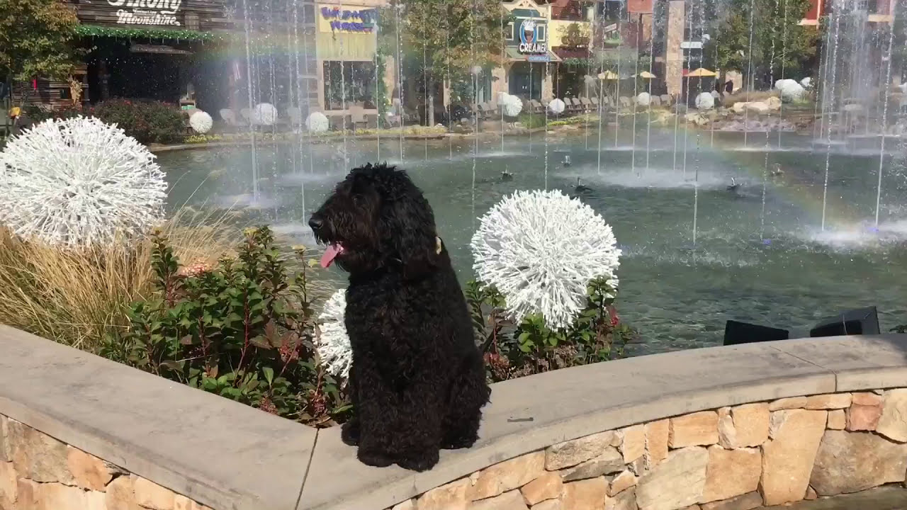 11MO Giant Schnoodle Cooper Off Leash K9 Training Knoxville TN Best Giant Schnoodle Trainers