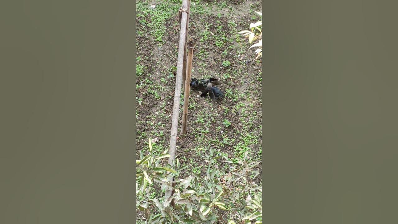 Deadly Crows Fighting2 crows trying to kill a crow YouTube