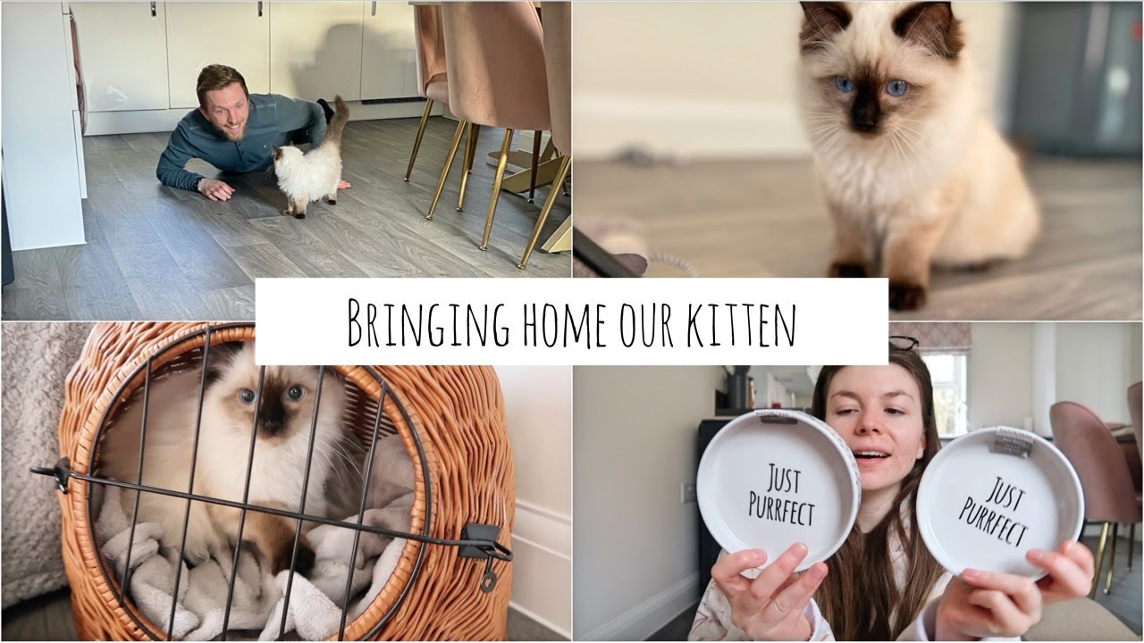 Bringing Home Our Ragdoll Kitten | WE GOT A KITTEN! | Kitten Essentials Haul~ First Day at Home ~