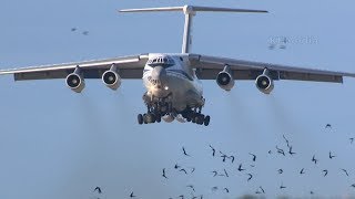 птицы перед взлётом Ил-76 RA-76649 Кубинка 2019